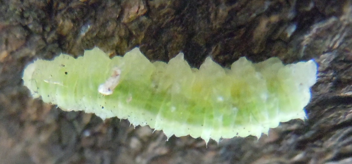 Larva di Syrphidae ?